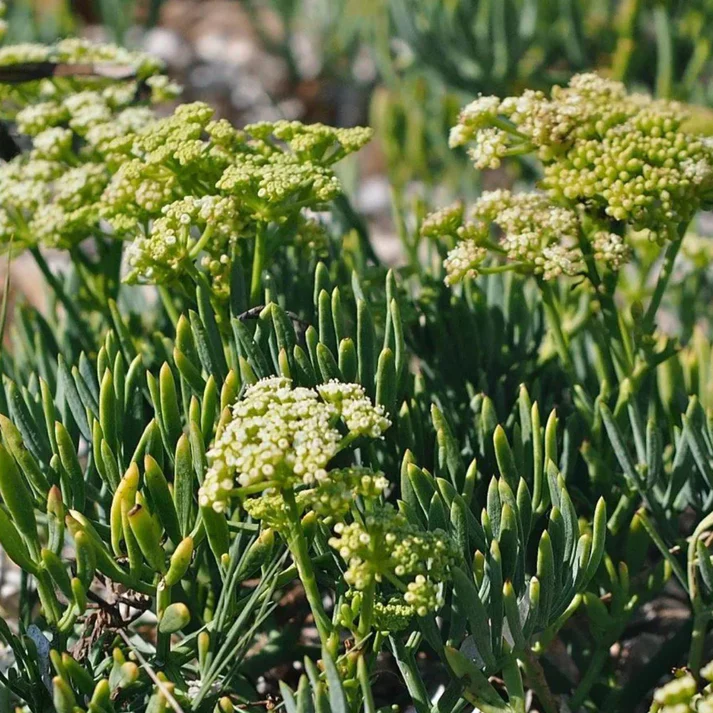 Hardy Coastal Samphire Seeds