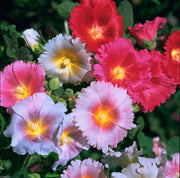 Indian Spring Hollyhock Seeds
