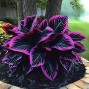 Hosta Seeds, Purple Black Shade