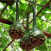 Bottle Pumpkin Seeds