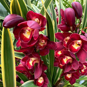 Cymbidium Fragrant Hardy Orchid Seeds