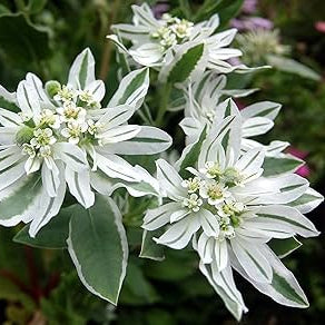 Snow on The Mountain Seeds - Herbal Seeds
