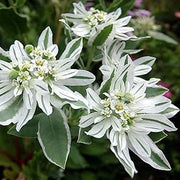 Snow on The Mountain Seeds - Herbal Seeds