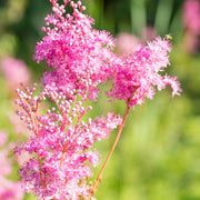 Wildflower Queen of the Prairie Seeds