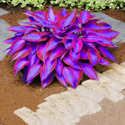 Hosta Seeds, Blue and Purple
