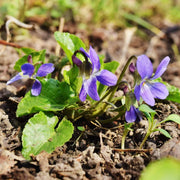 Light Purple Johnny Jump Up Seeds