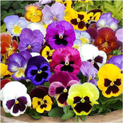 Multi-Colored Pansy Seeds