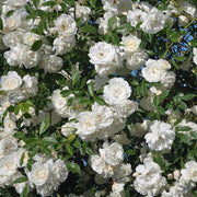 White Fairy Rose Seeds