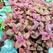 Nutrient-Rich Amaranthus Seeds
