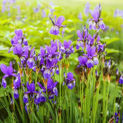 Elegant Japanese Iris Seeds