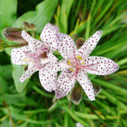 Perennial Japanese Toad Lily Seeds