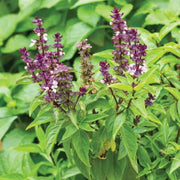 African Blue Blue Spice Basil Seeds, Herbal