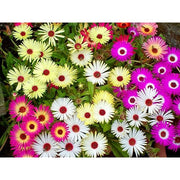 Wildflower Mix Ice Seeds