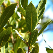 Aromatic Bay Laurel Seeds, Herbal