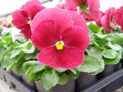 Semi Delta Pure Rose Pansy Seeds