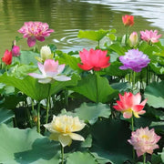 Mixed Lotus Seeds