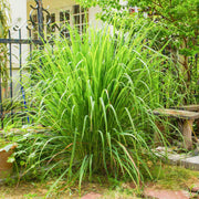 Heirloom Lemongrass Seeds, Herbal