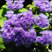 Violet Ageratum Seeds