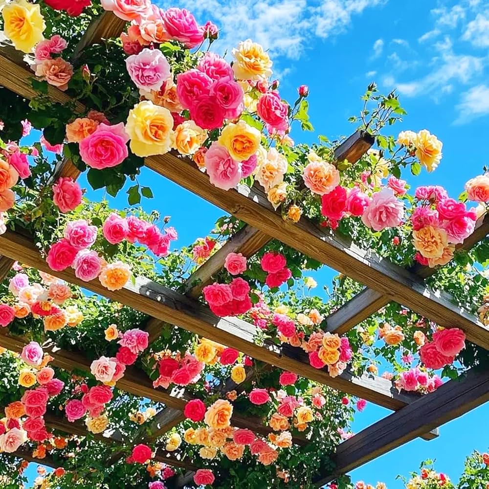 Mix Climbing Rose Seeds