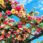 Mix Climbing Rose Seeds