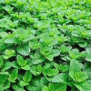 Culinary Mint Seeds