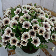Petunia Seeds, Black and White