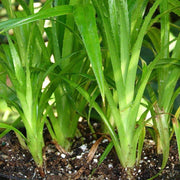 Vietnam Culinary Pandan Seeds - Herbal Seeds