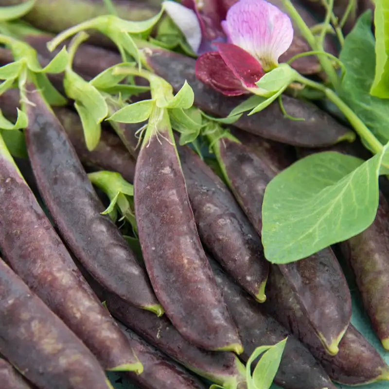 Sugar Magnolia Snap Pea Seeds