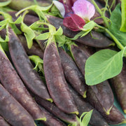 Sugar Magnolia Snap Pea Seeds
