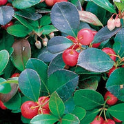 Evergreen Groundcover Wintergreen Seeds, Herbal