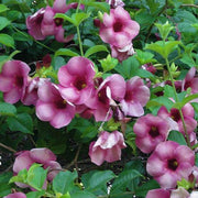 Violacea Allamanda Seeds