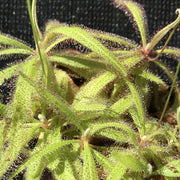 Lance-Leaf Sundew Seeds