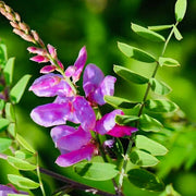 Flowering Indigo Seeds