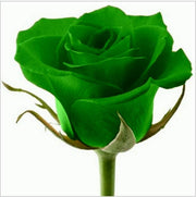 Green Rosa spp. Seeds
