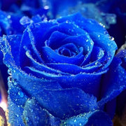 Rare Hybrid Blue Rose Seeds