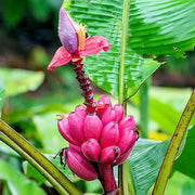 Pink Musa Velutina Banana Seeds