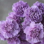 Lavender Seeds, Wildflower Carnation