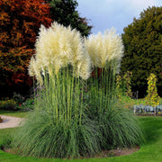 White Pampas Seeds