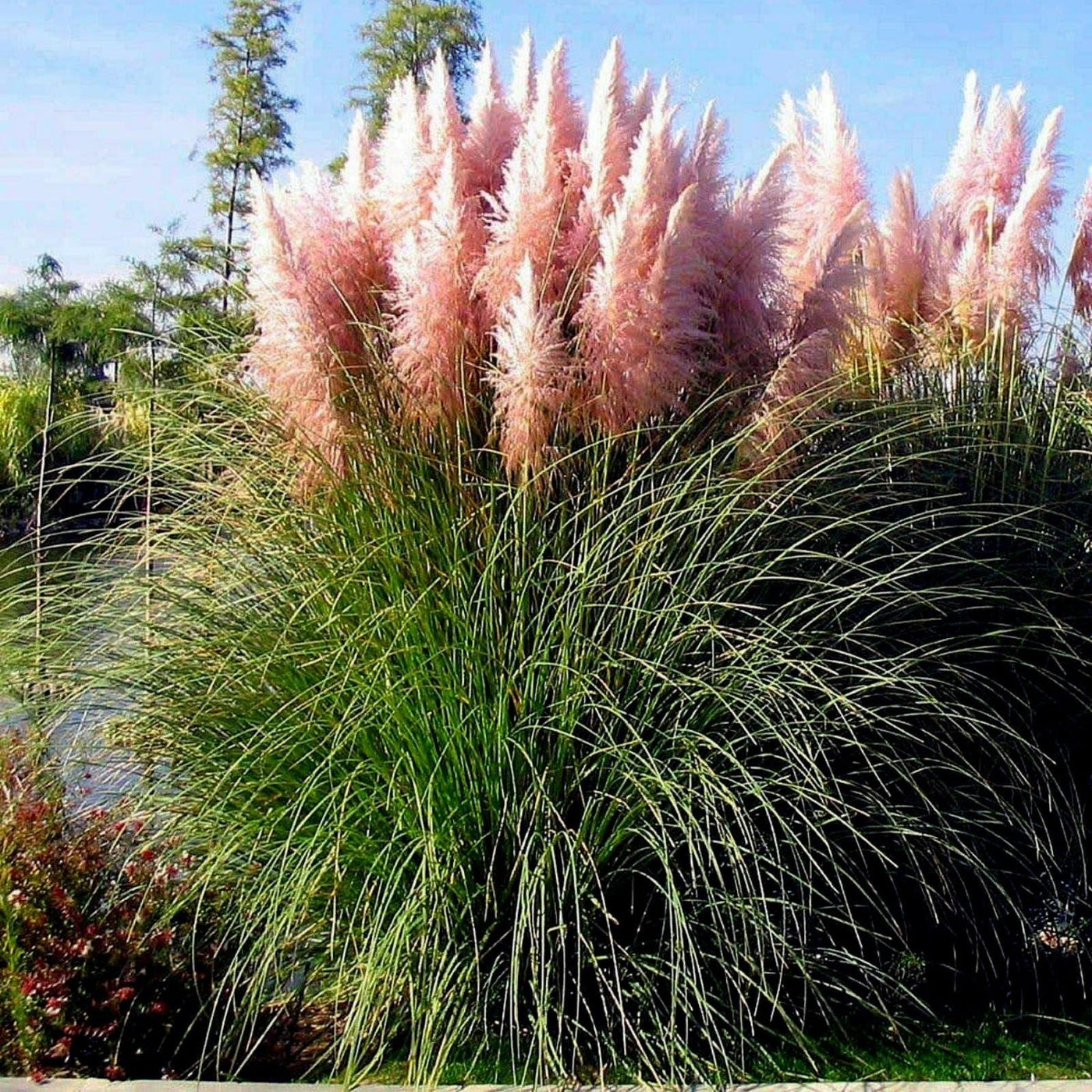 Pink Pampas Seeds