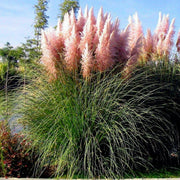 Pink Pampas Seeds
