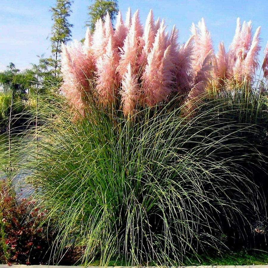 Pink Pampas Seeds