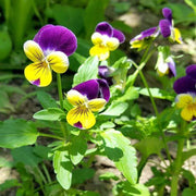 Viola tricolor Johnny Jump Up Seeds