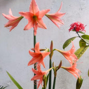 Barbados Lily Amaryllis Seeds
