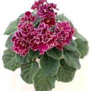 Burgundy Saintpaulia African Violet Seeds