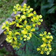 Ruta Graveolens Rue Seeds, Herbal