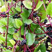 Red Stem Spinach Seeds, Herbal