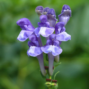 Blue Skullcap Scutellaria Incana Seeds