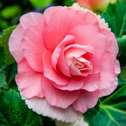 Ruffled Pink Begonia Seeds