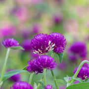 Purple Globe Amaranth Gomphrena Seeds