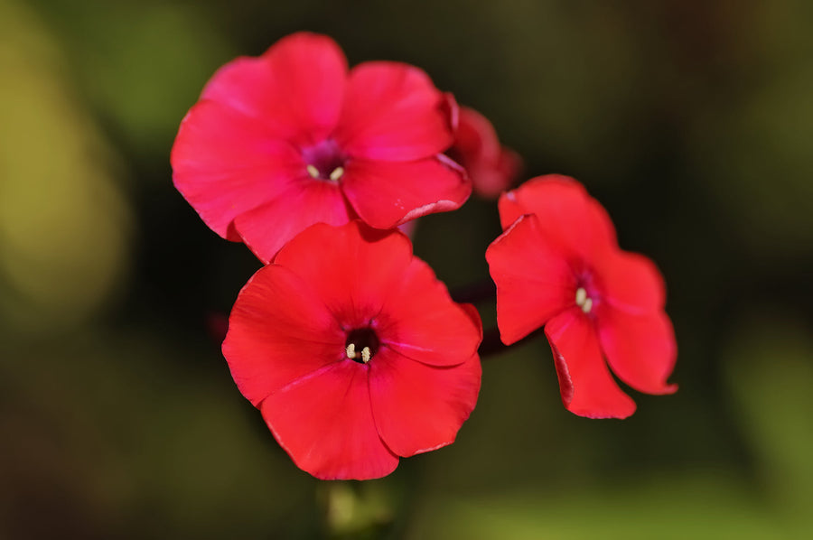 Drummond Phlox Seeds